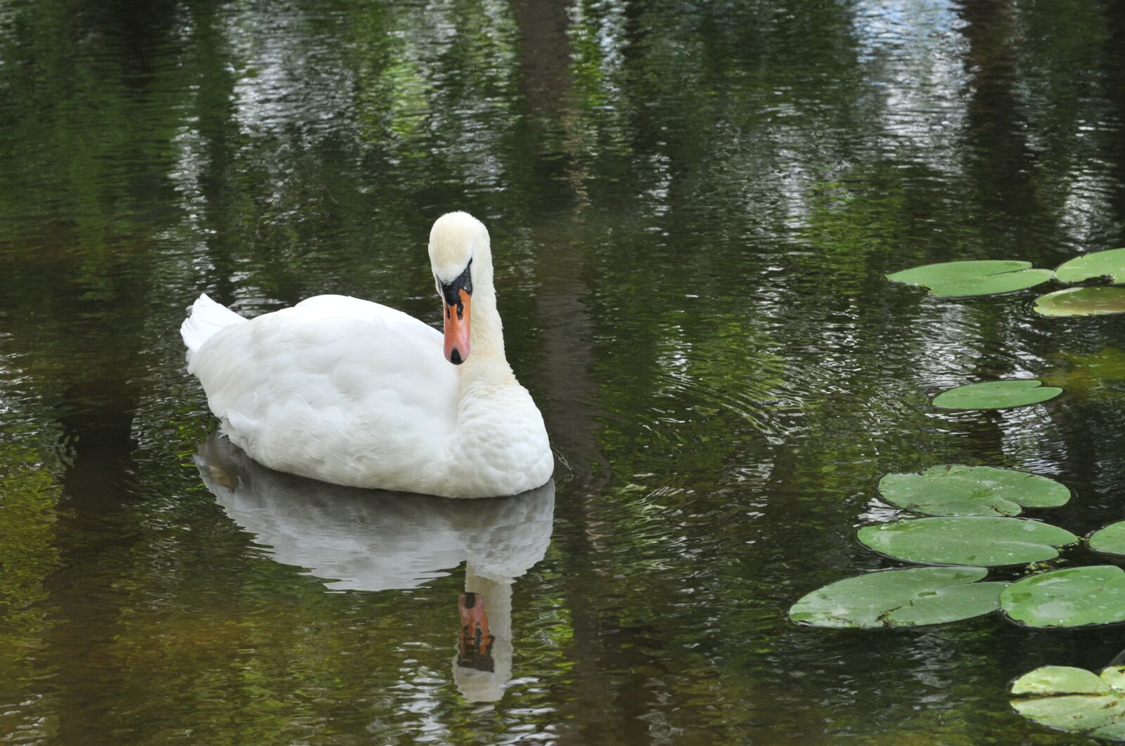 Nikon D300 sample photo. Swan, lake, water photography