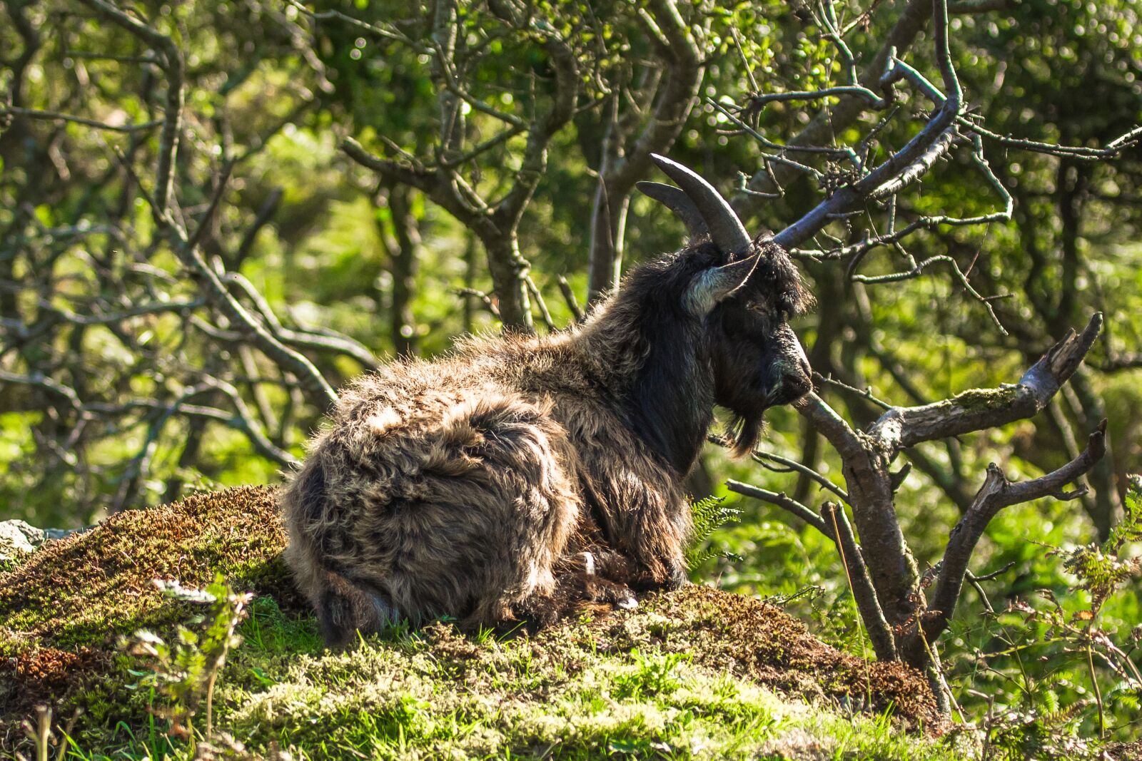 Canon EF 100-400mm F4.5-5.6L IS USM sample photo. Wild goat, nature, rest photography