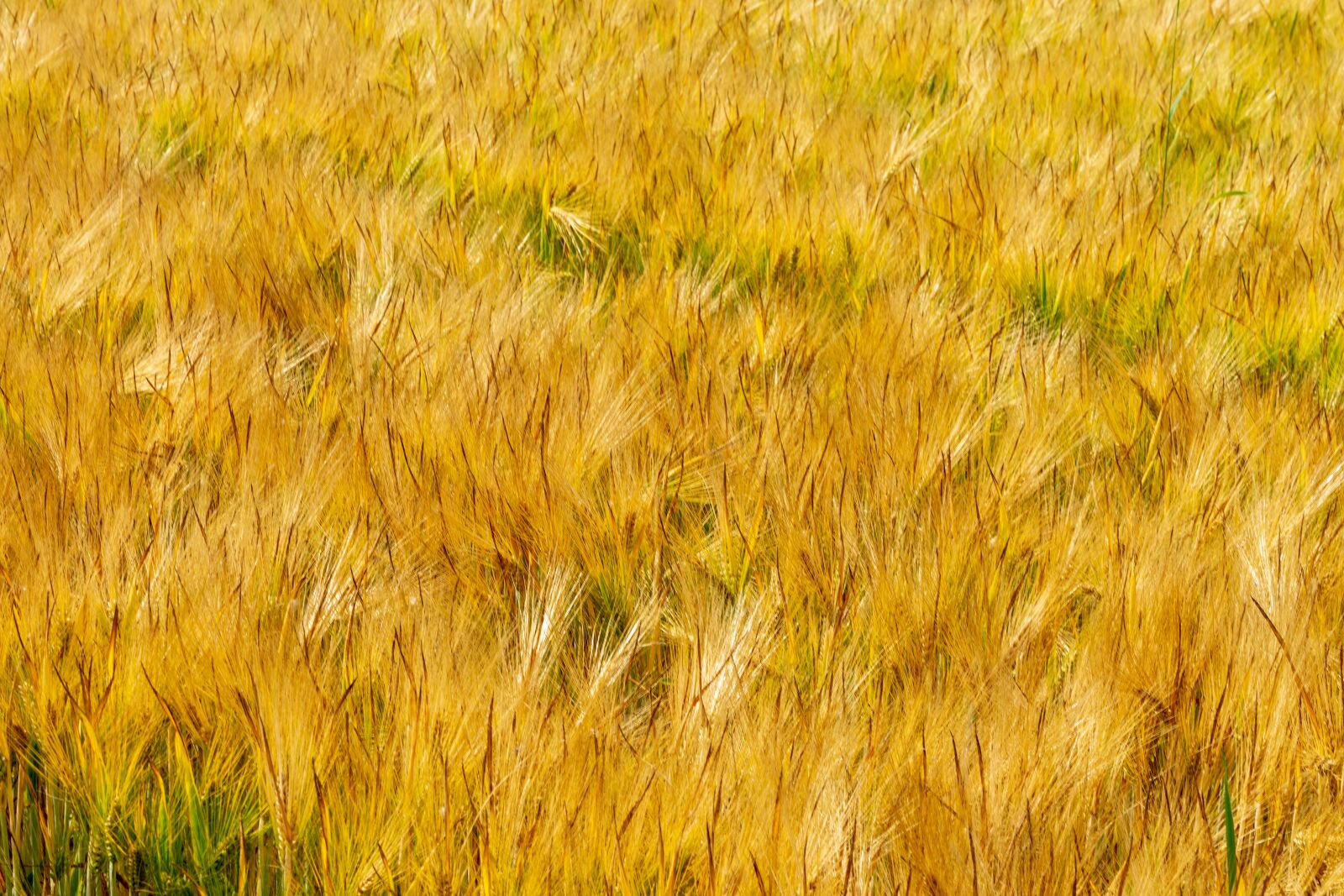Nikon D7200 sample photo. Fields, barley, thanksgiving photography
