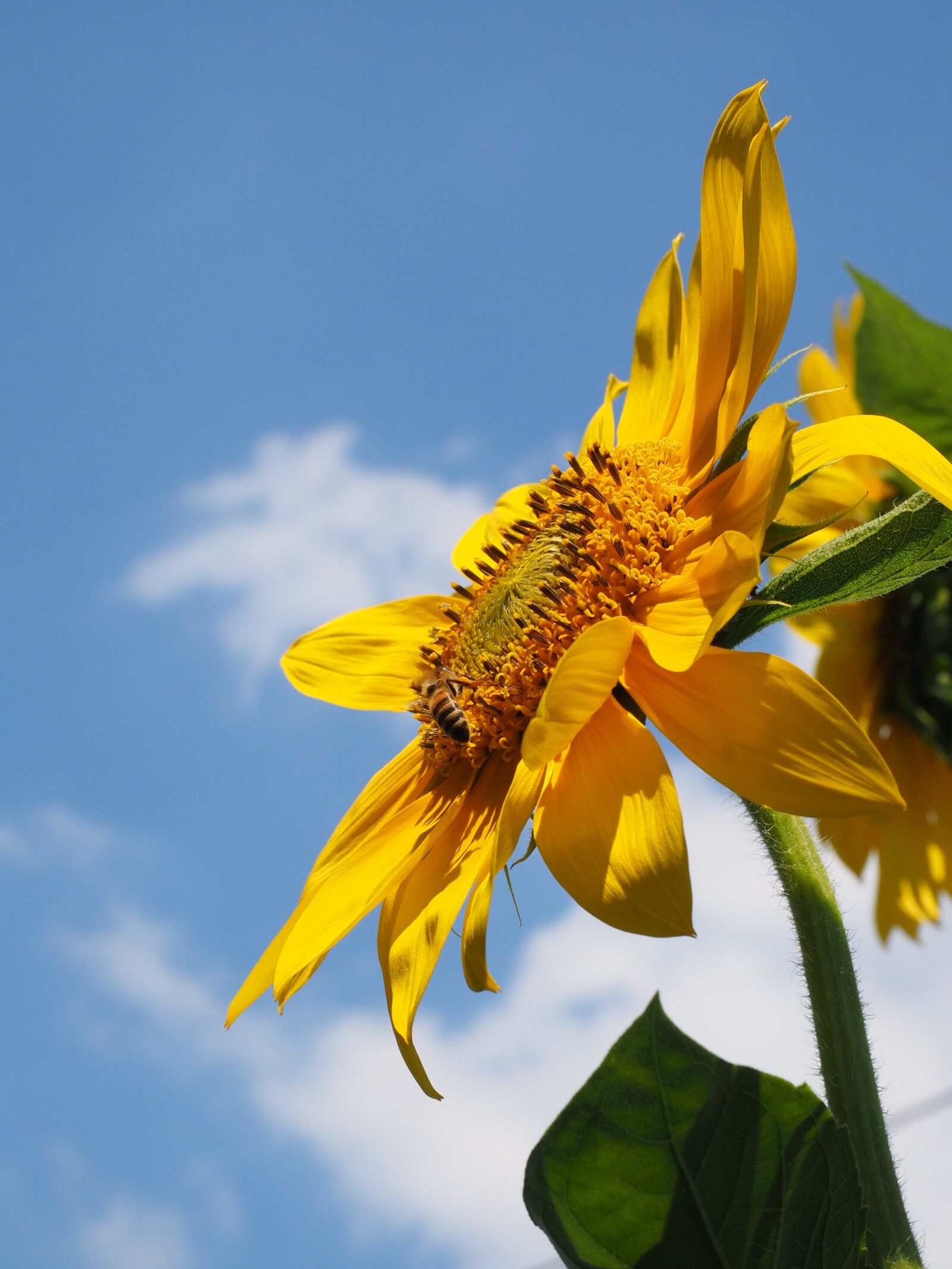 Olympus OM-D E-M1 + Olympus M.Zuiko Digital ED 12-40mm F2.8 Pro sample photo. Sunflower, flower, blossom photography