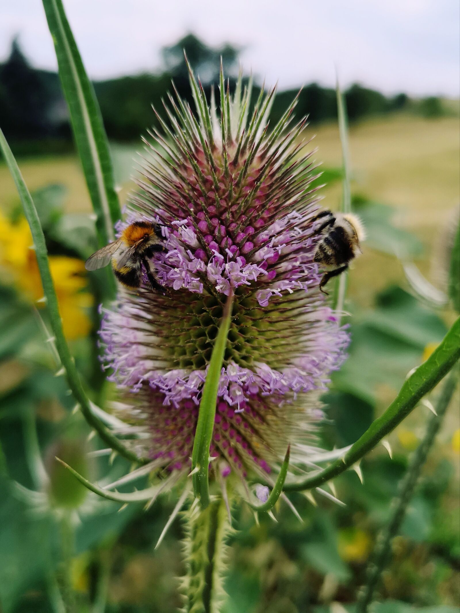HUAWEI CLT-L29 sample photo. Thistle, bee, meadow photography