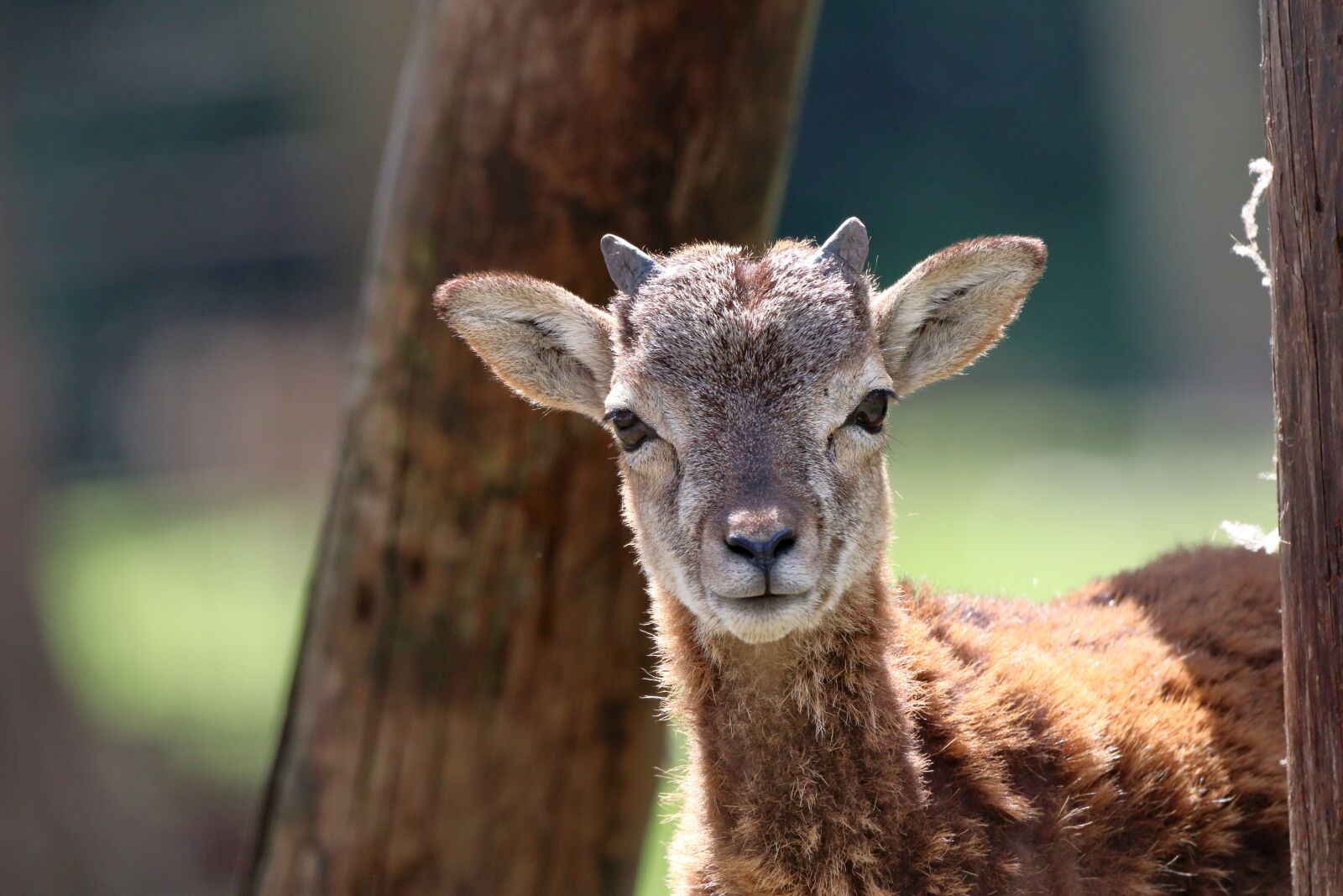 150-600mm F5-6.3 DG OS HSM | Contemporary 015 sample photo. Damm wild, mammal, wild photography