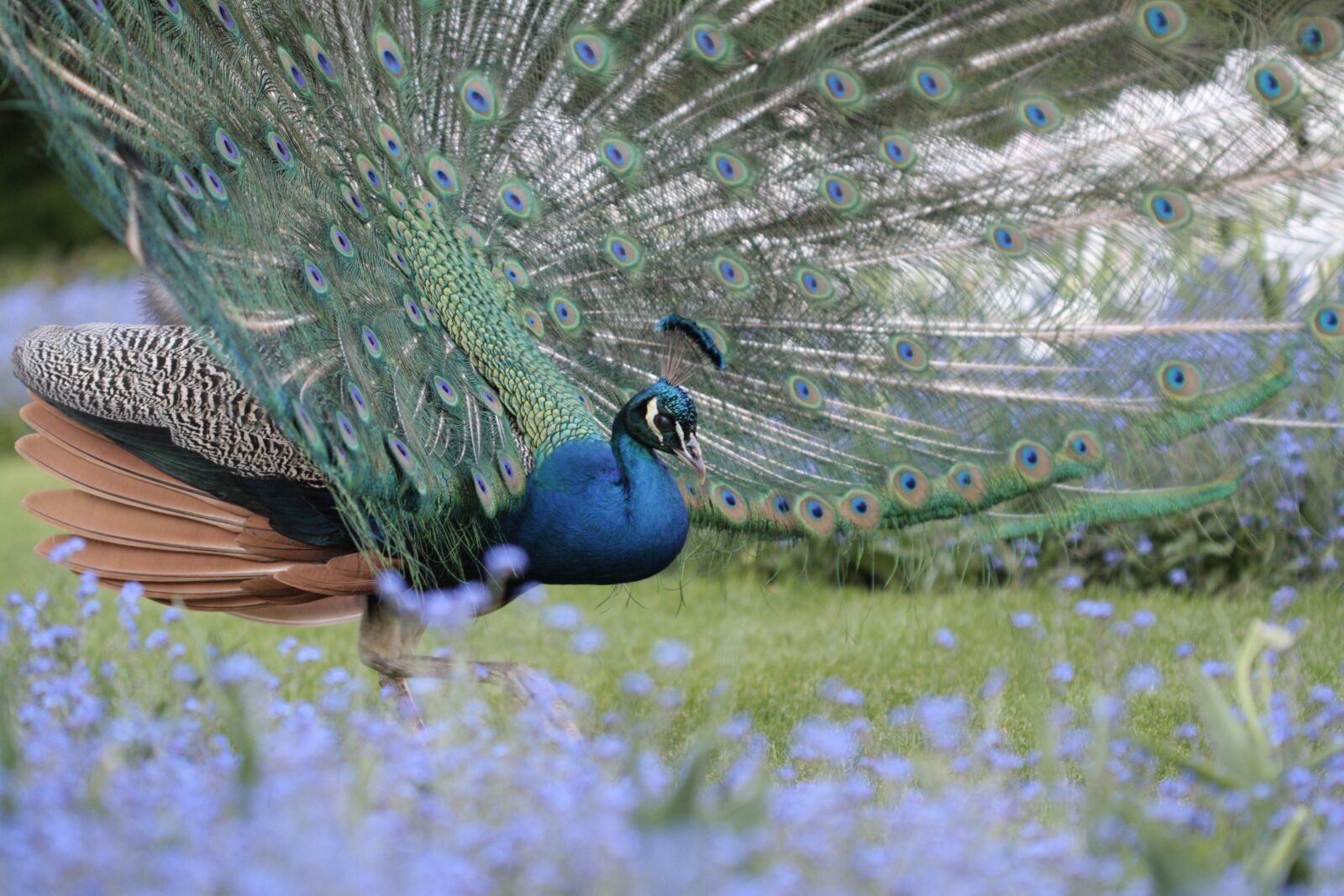 Canon EOS 1000D (EOS Digital Rebel XS / EOS Kiss F) sample photo. Peacock, tail, peacock feathers photography