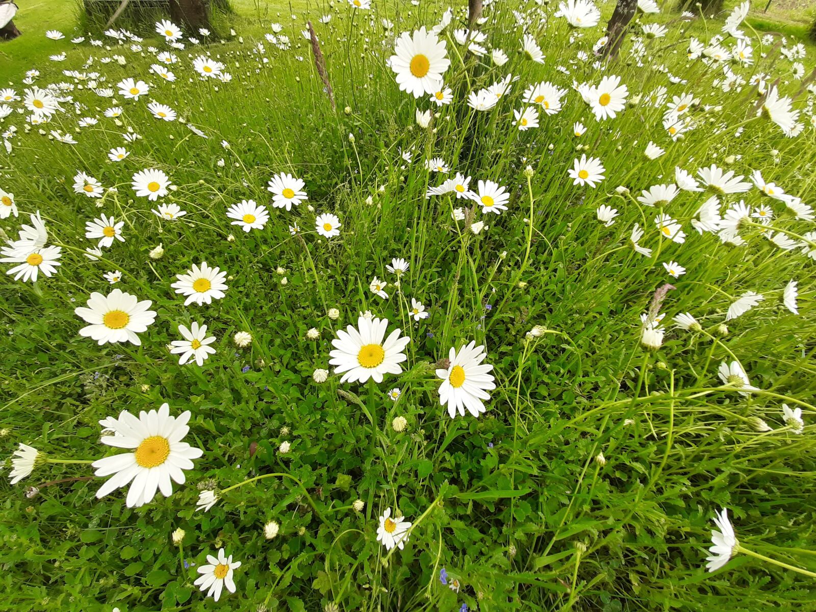Samsung Galaxy A50 sample photo. Daisy, white, flowers photography