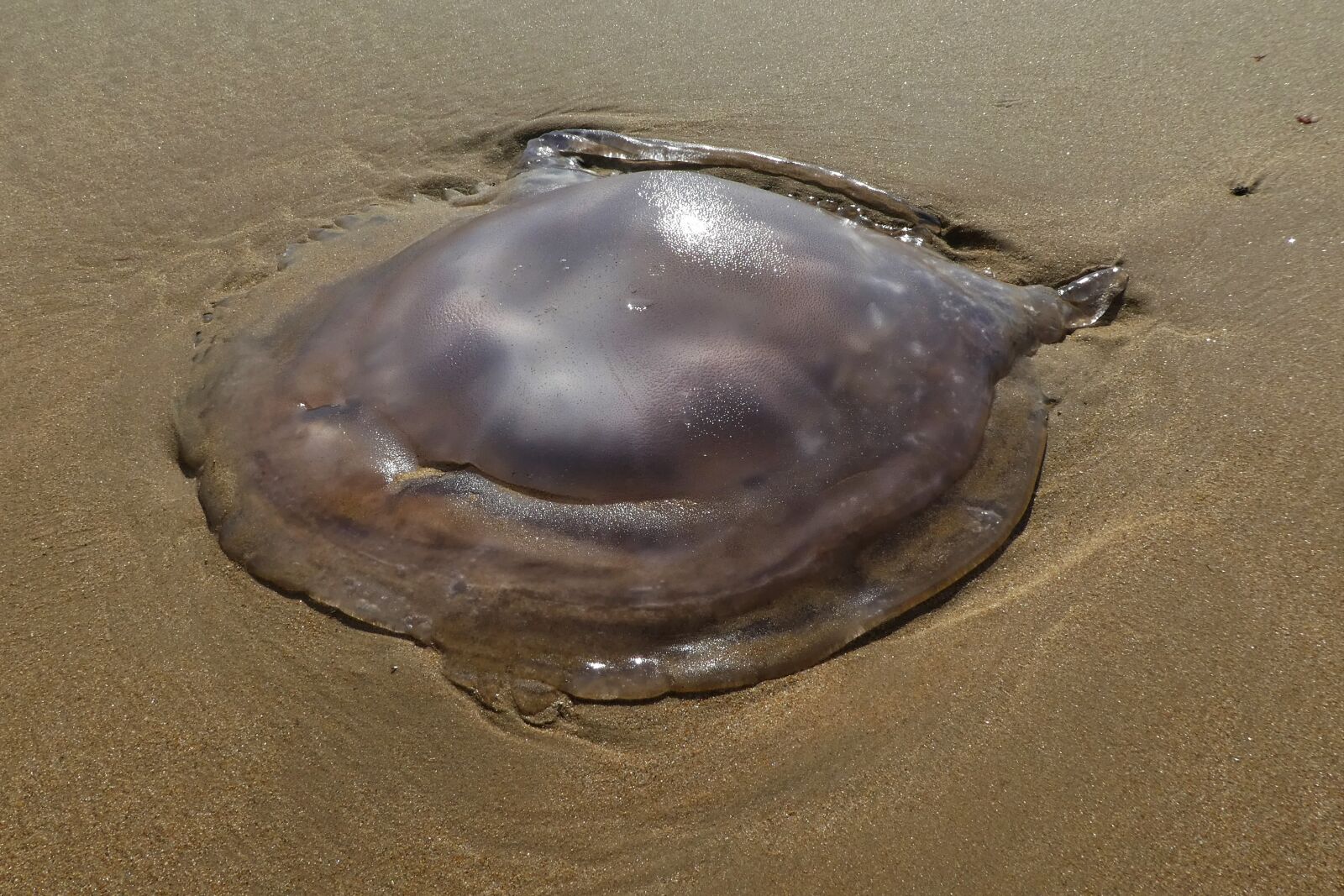 Sony SLT-A68 sample photo. Jellyfish on the beach photography