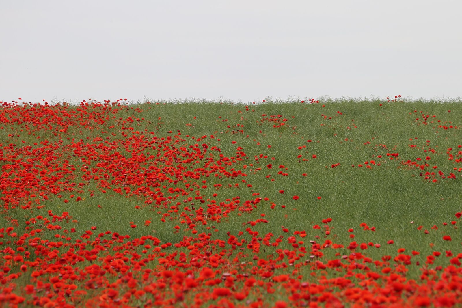 Canon EOS 6D + Canon EF 70-300 F4-5.6 IS II USM sample photo. Red poppies, rapeseed, field photography