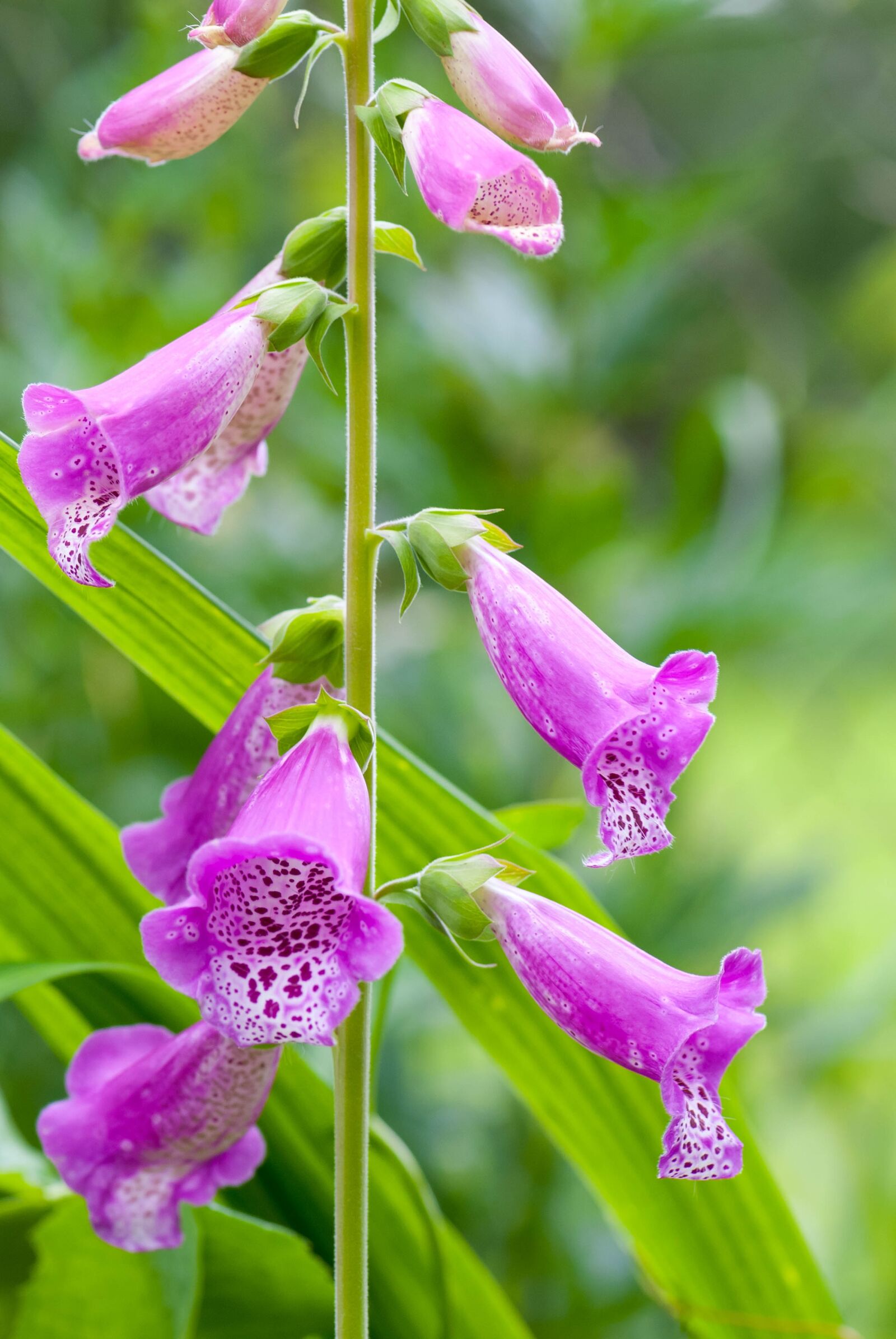 Nikon D80 sample photo. Digitalis, nature, plant photography