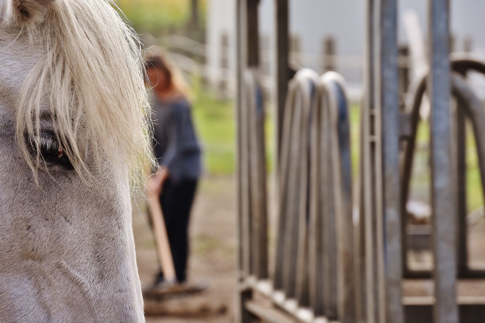 Nikon D7200 sample photo. Mold, horse, stable work photography