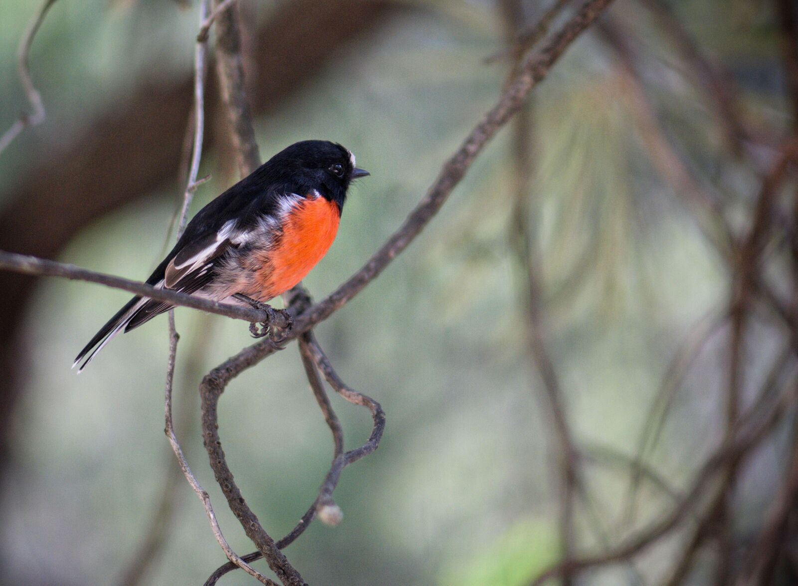 Nikon D3300 sample photo. Scarlet robin, australian, australia photography