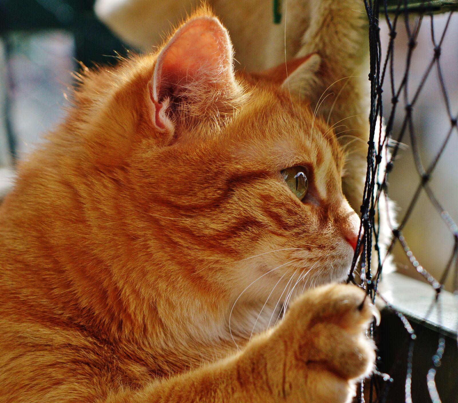 Nikon D3200 sample photo. Cat, red, cute photography