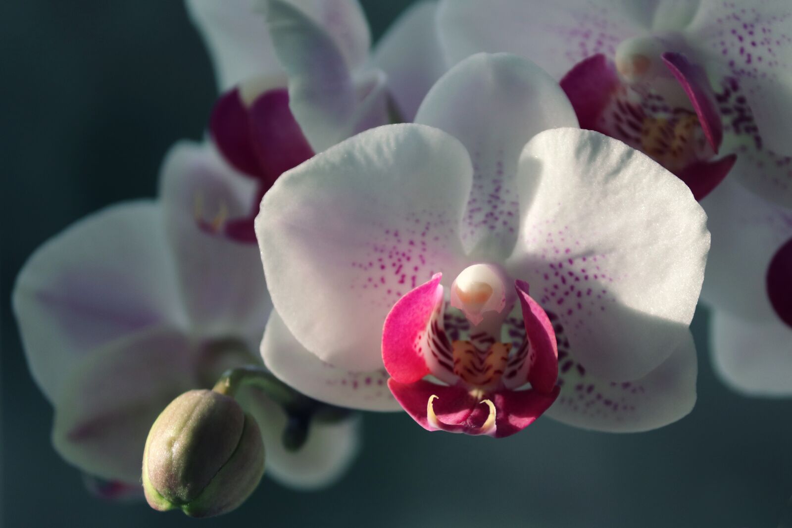 Canon EOS 200D (EOS Rebel SL2 / EOS Kiss X9) sample photo. Orchid, ornamental plant, orchidaceae photography