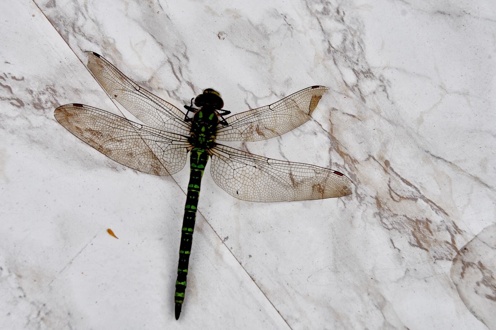 Nikon D3000 sample photo. Dragonfly, insect, wing photography