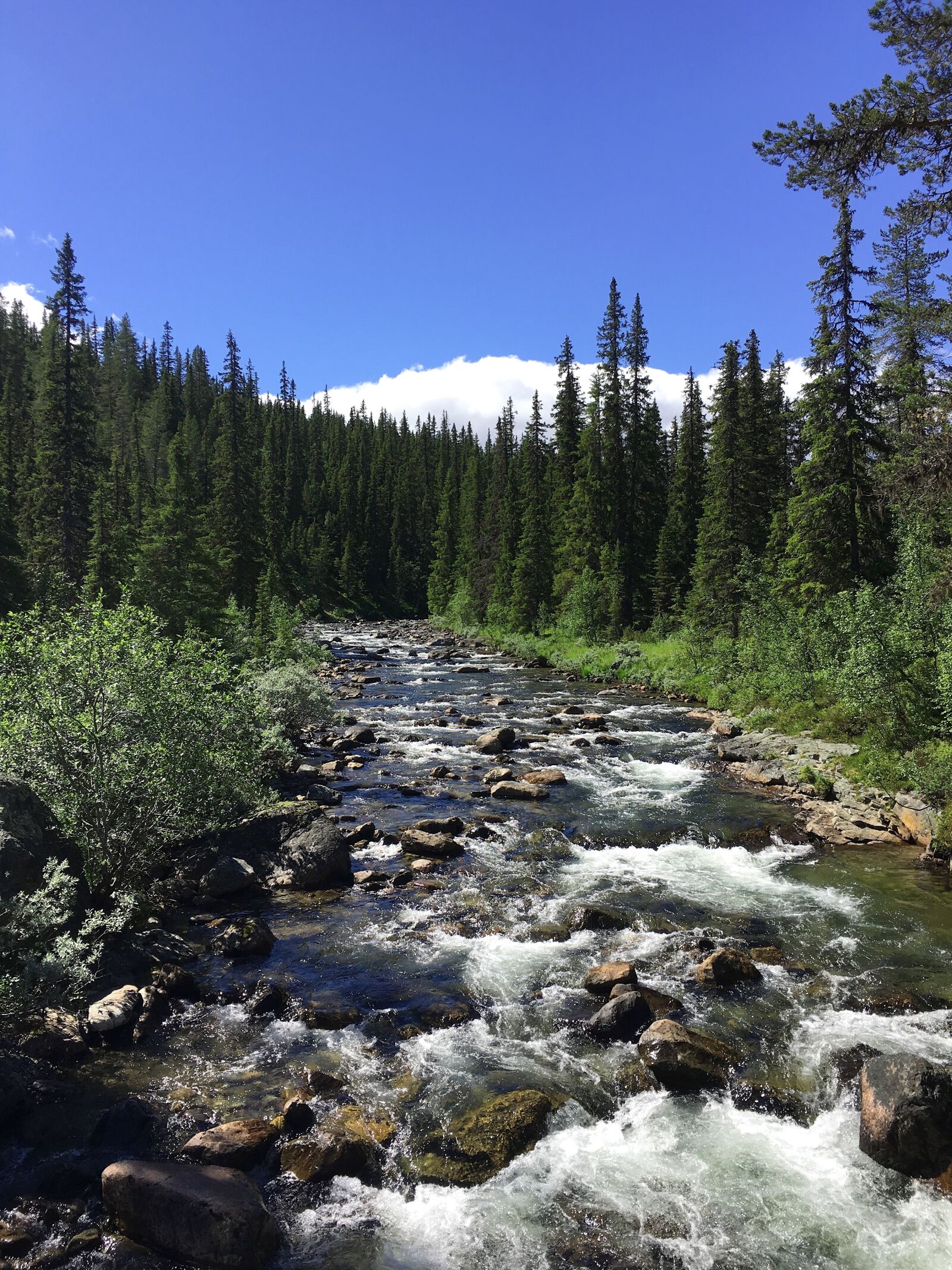 Apple iPhone 6s sample photo. River, forest, landscape photography