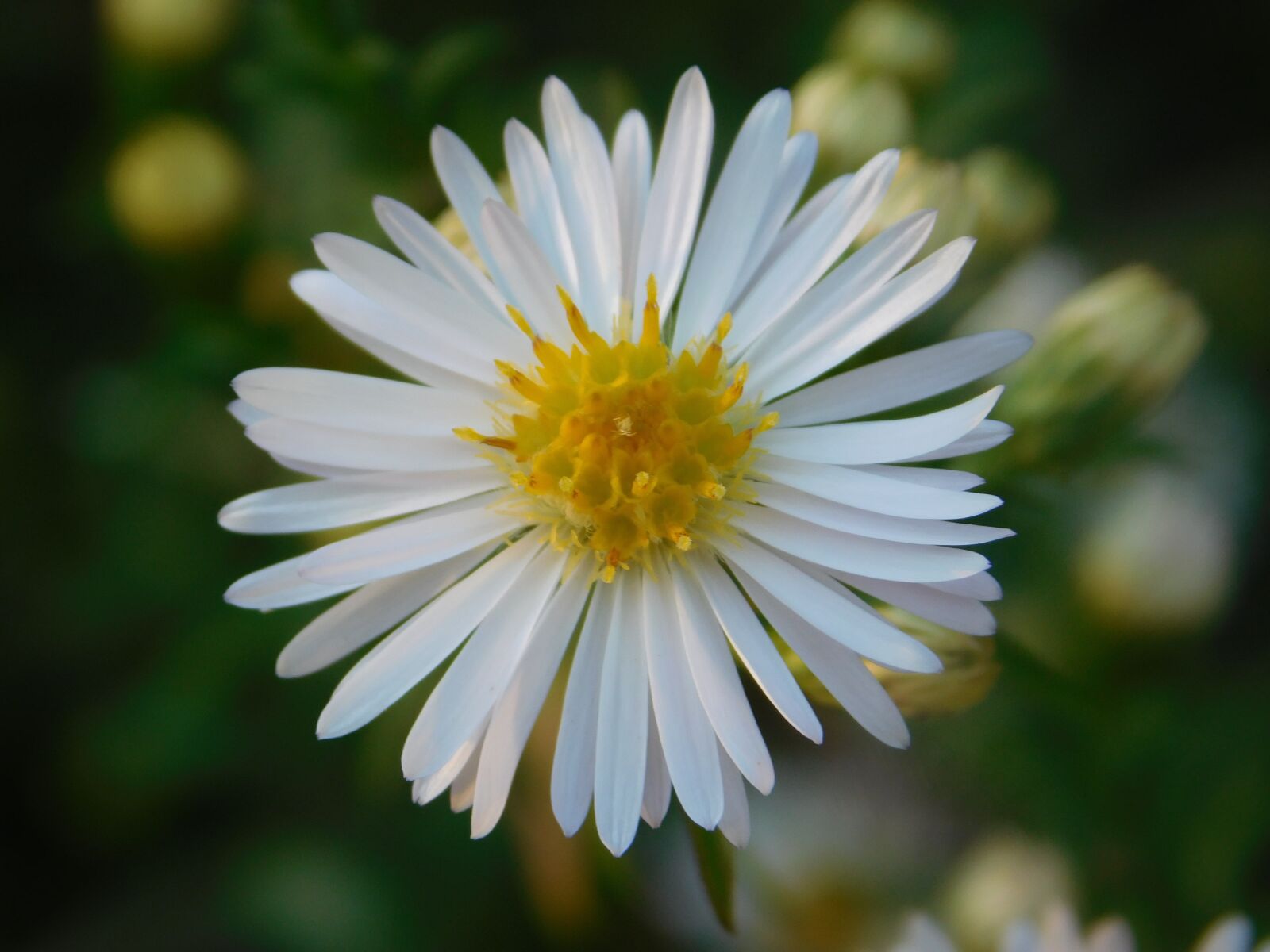 Nikon Coolpix L840 sample photo. Autumn, flower, daisy photography