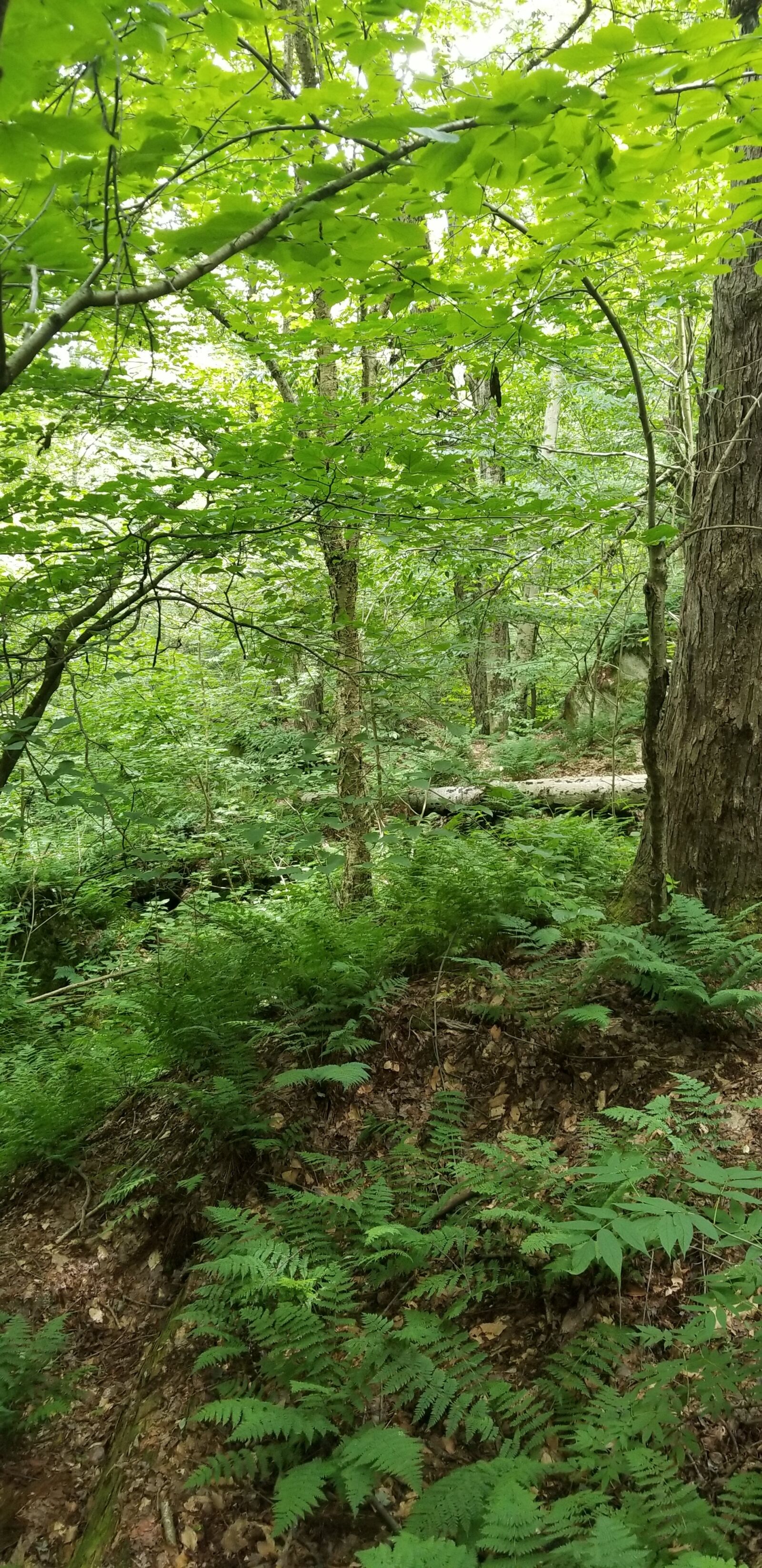 Samsung Galaxy S8 sample photo