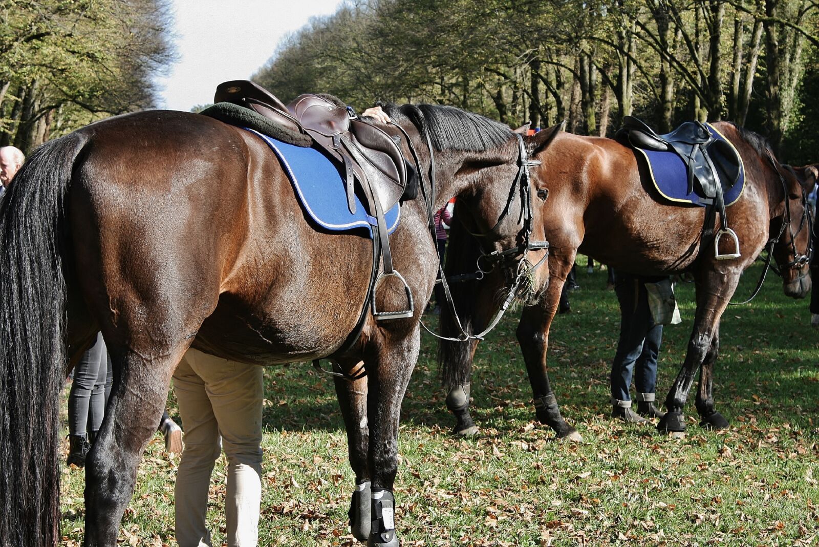 Canon EOS 400D (EOS Digital Rebel XTi / EOS Kiss Digital X) sample photo. Horse, hunts, pferdejagt photography