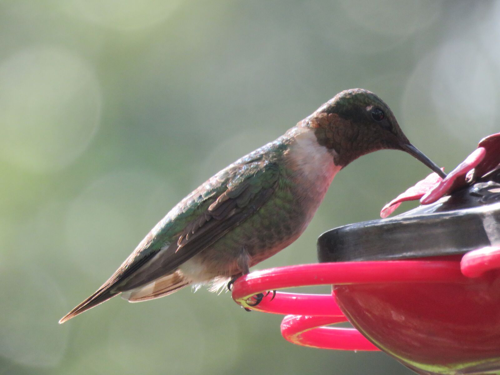 Canon PowerShot SX60 HS sample photo. Bird, hummingbird, wildlife photography