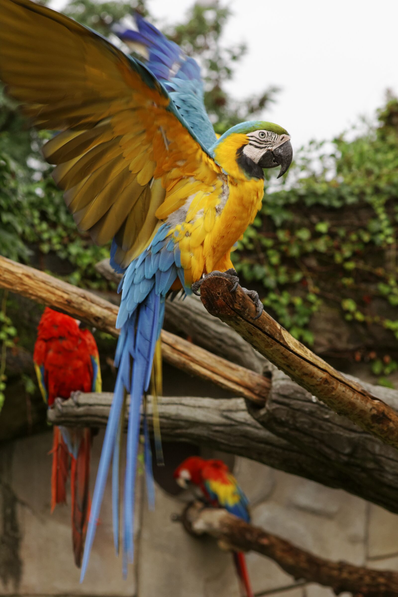 Canon EOS 60D sample photo. Macaw, ararauna, parrot photography