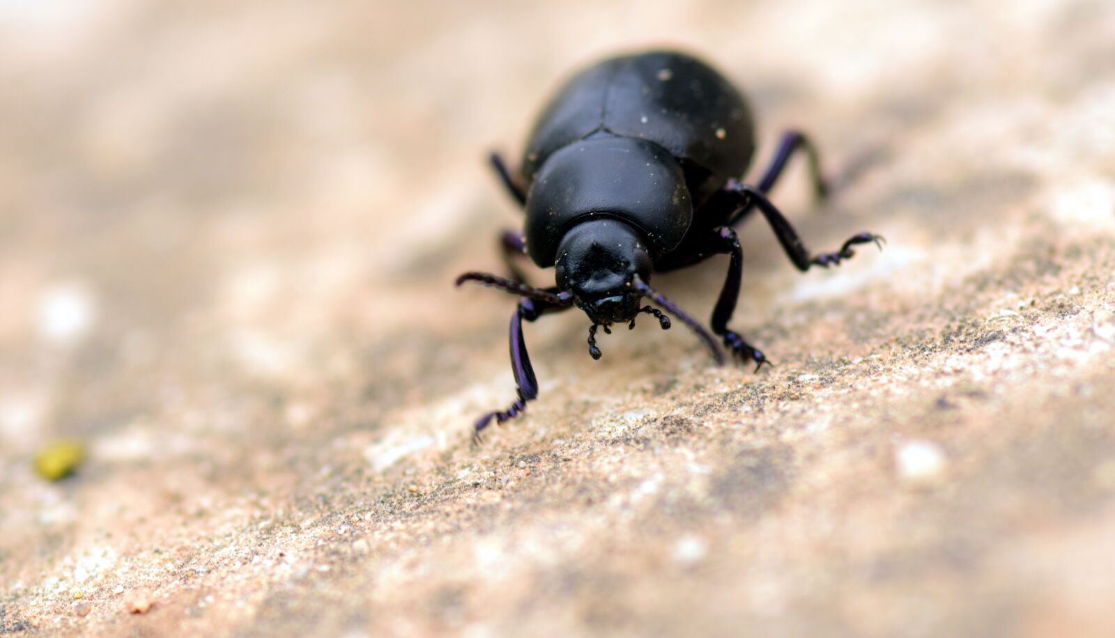 Nikon D3300 sample photo. Beetle, black, insect photography
