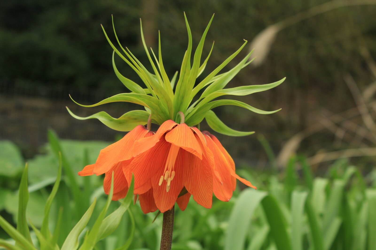 Canon EOS 1200D (EOS Rebel T5 / EOS Kiss X70 / EOS Hi) sample photo. Flower, exotic, orange photography