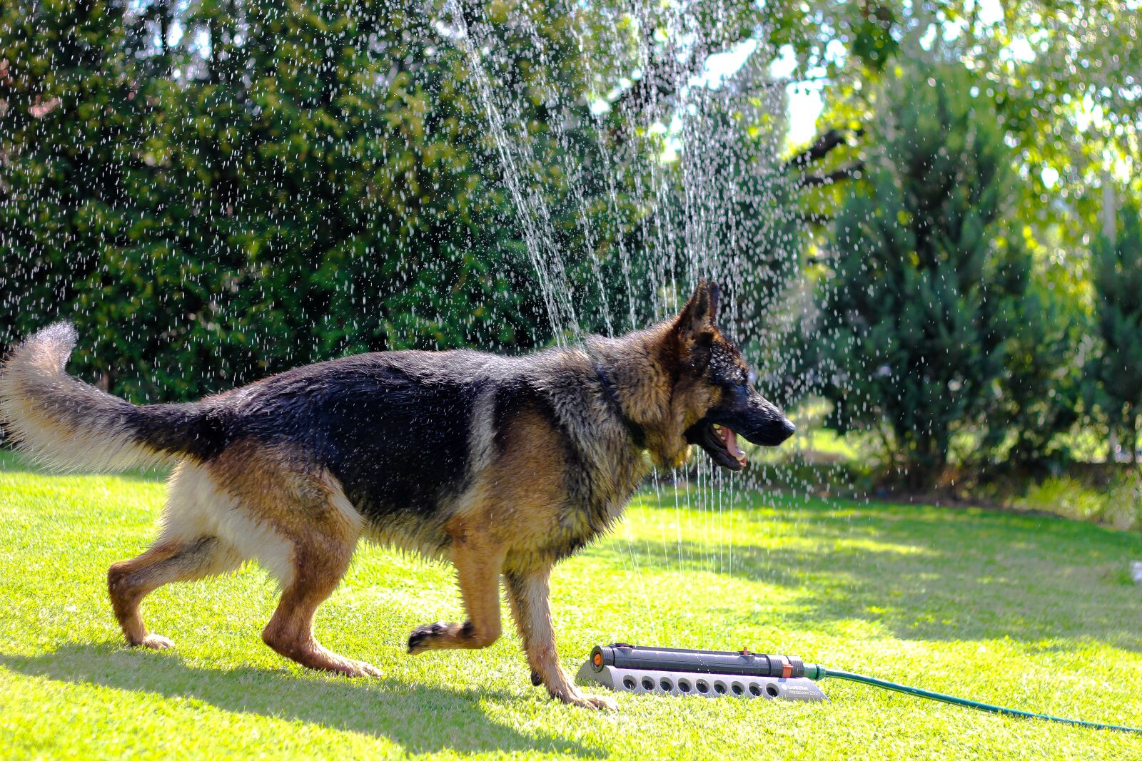 Canon EOS 550D (EOS Rebel T2i / EOS Kiss X4) sample photo. Dog, german shepherd, animal photography
