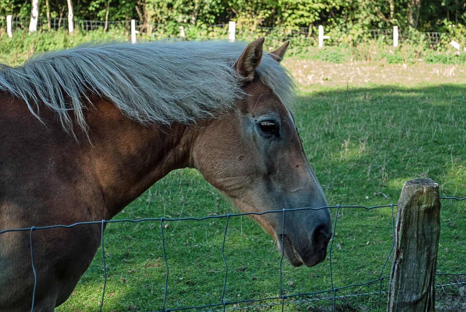 Nikon D3000 sample photo. Horse, head, nature photography