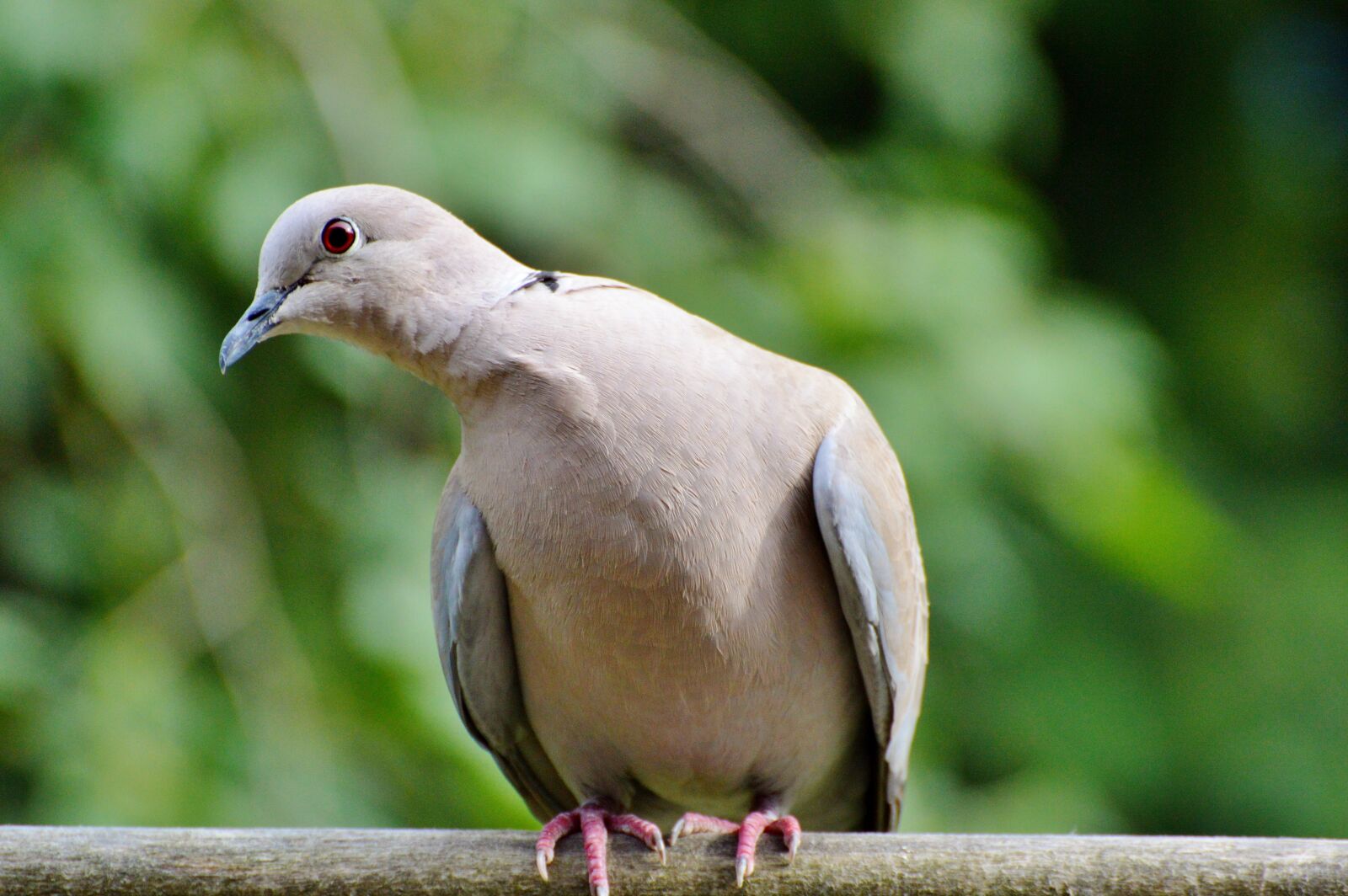 Nikon D3200 sample photo. Dove, collared, bird photography