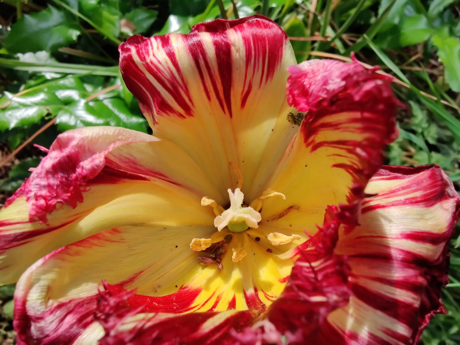 OnePlus HD1903 sample photo. Tulip, tulipa, zomerschoon photography
