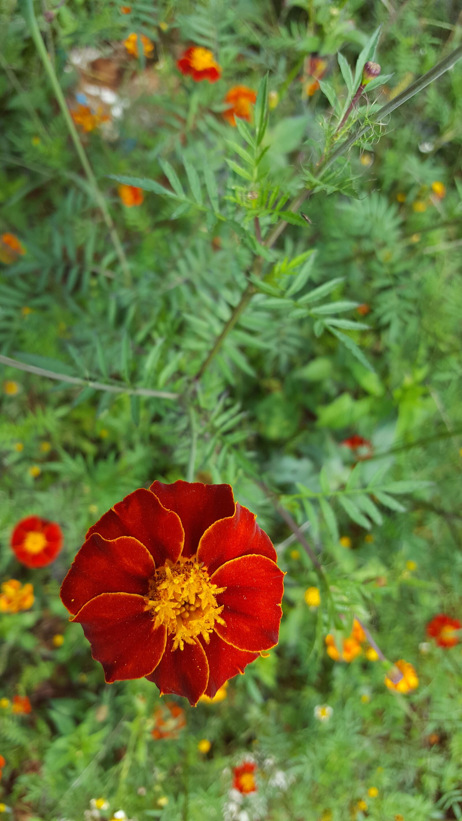 Samsung Galaxy S6 sample photo. Flower, grass, green, ren photography