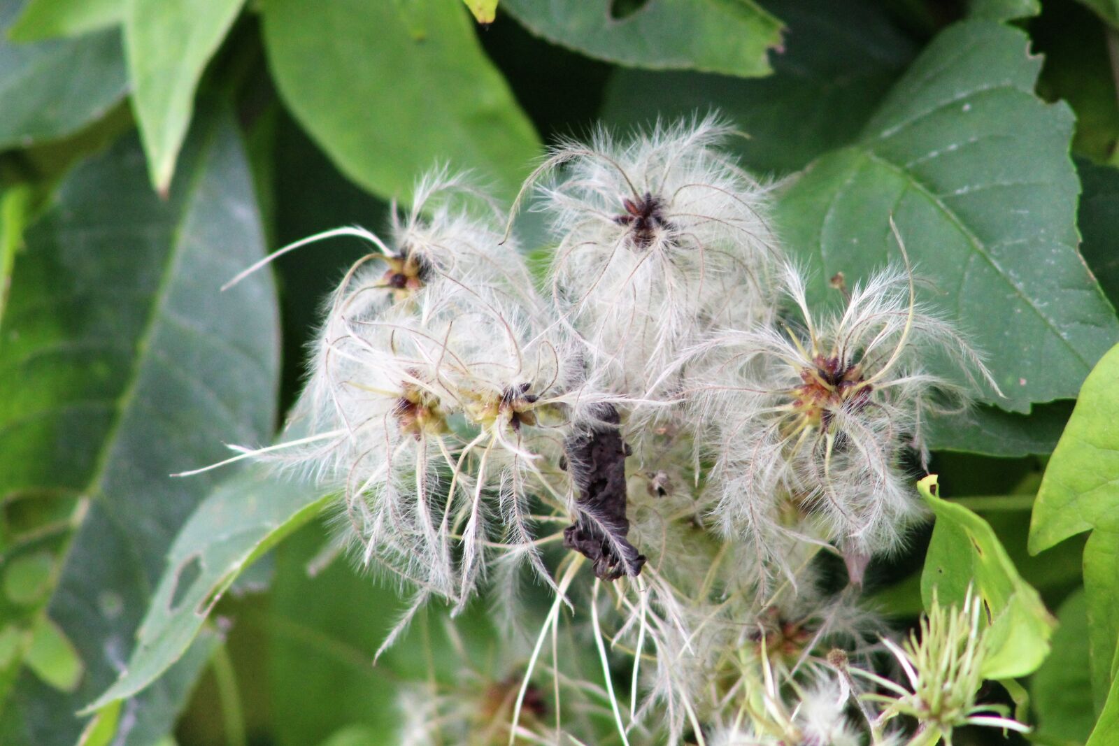 Canon EF75-300mm f/4-5.6 sample photo. Clematis, wayside, nature photography