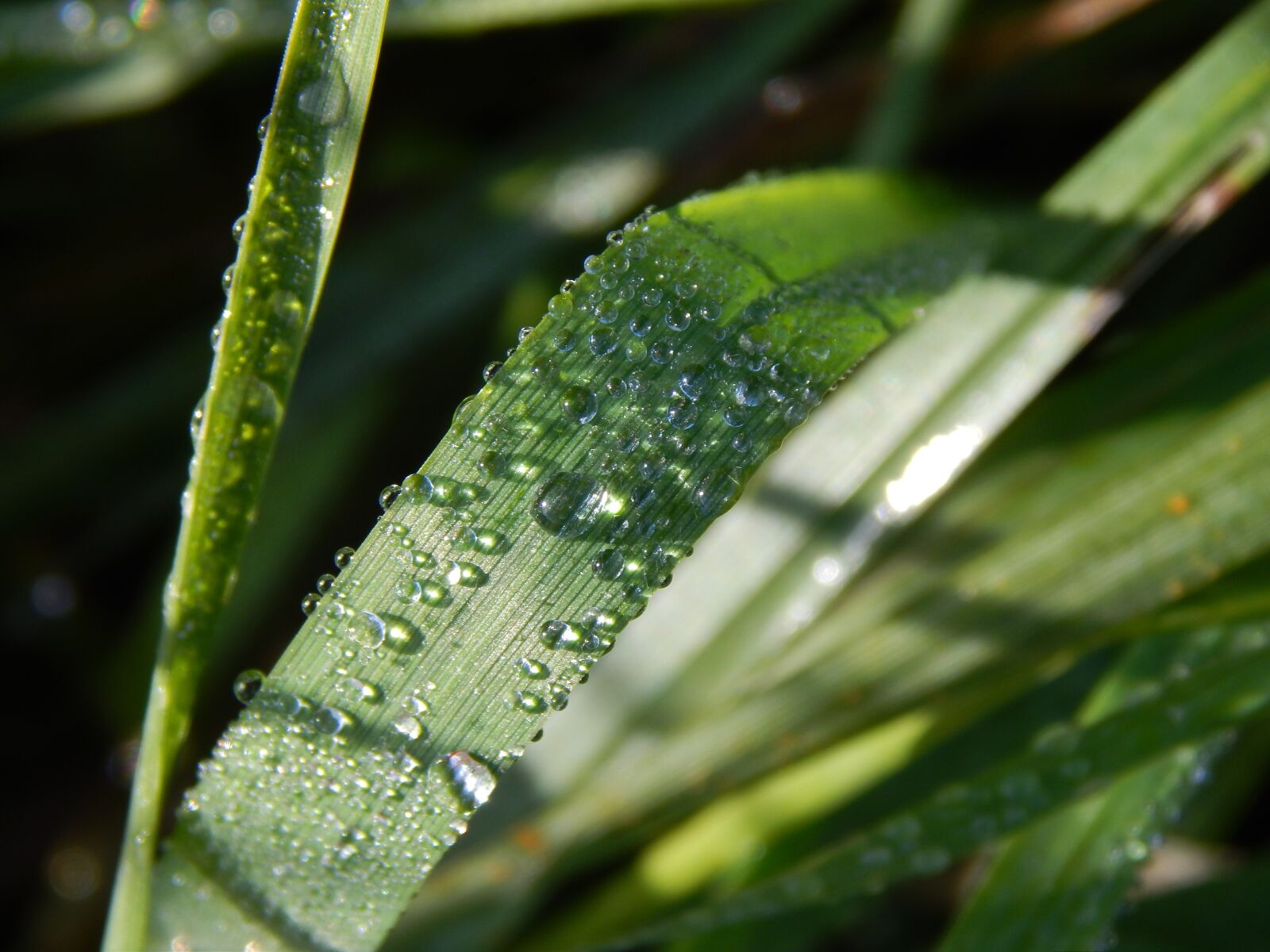Nikon Coolpix L820 sample photo. Leaf, pearl, plant photography
