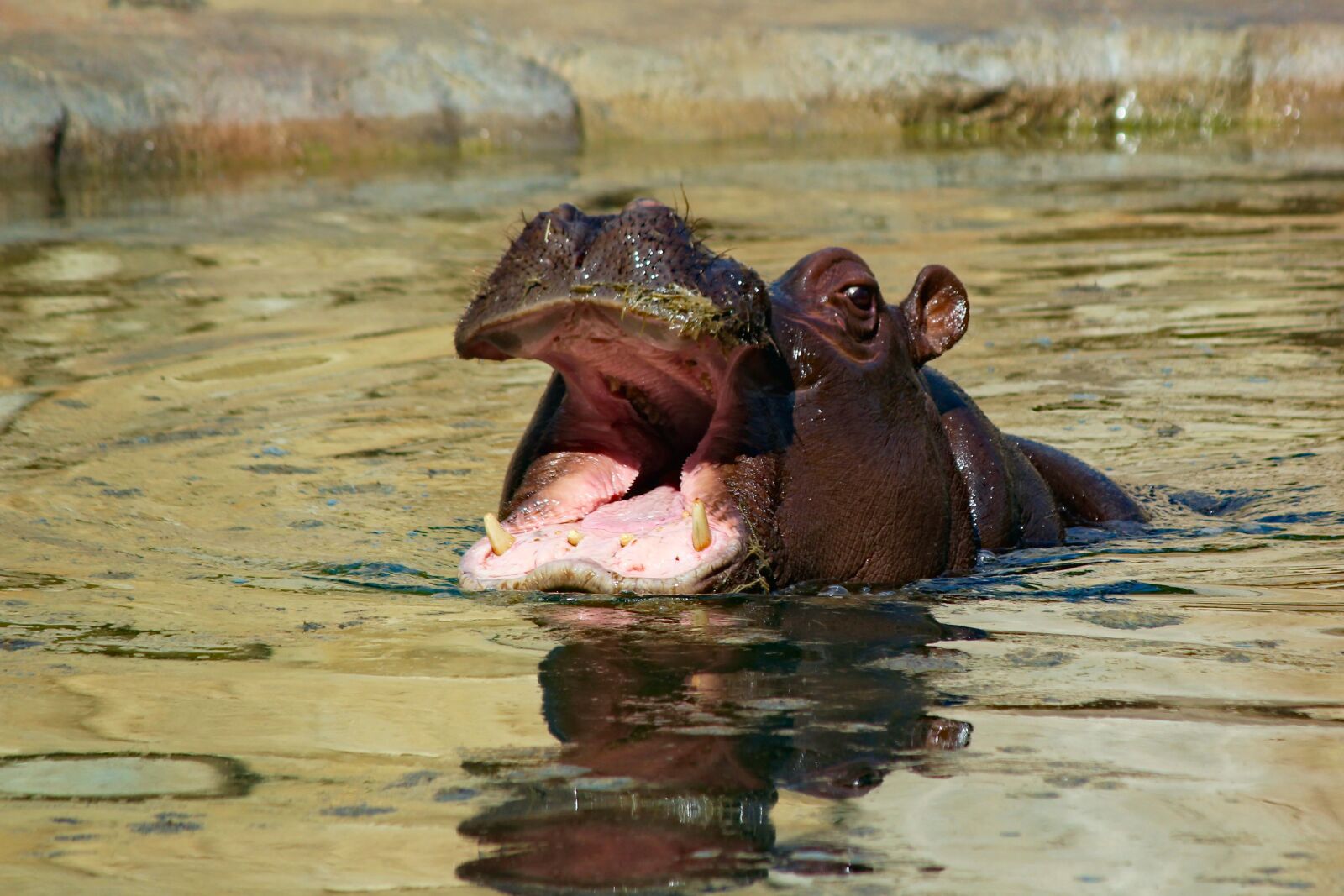 Canon EOS 550D (EOS Rebel T2i / EOS Kiss X4) sample photo. Hippo, male, pachyderm photography