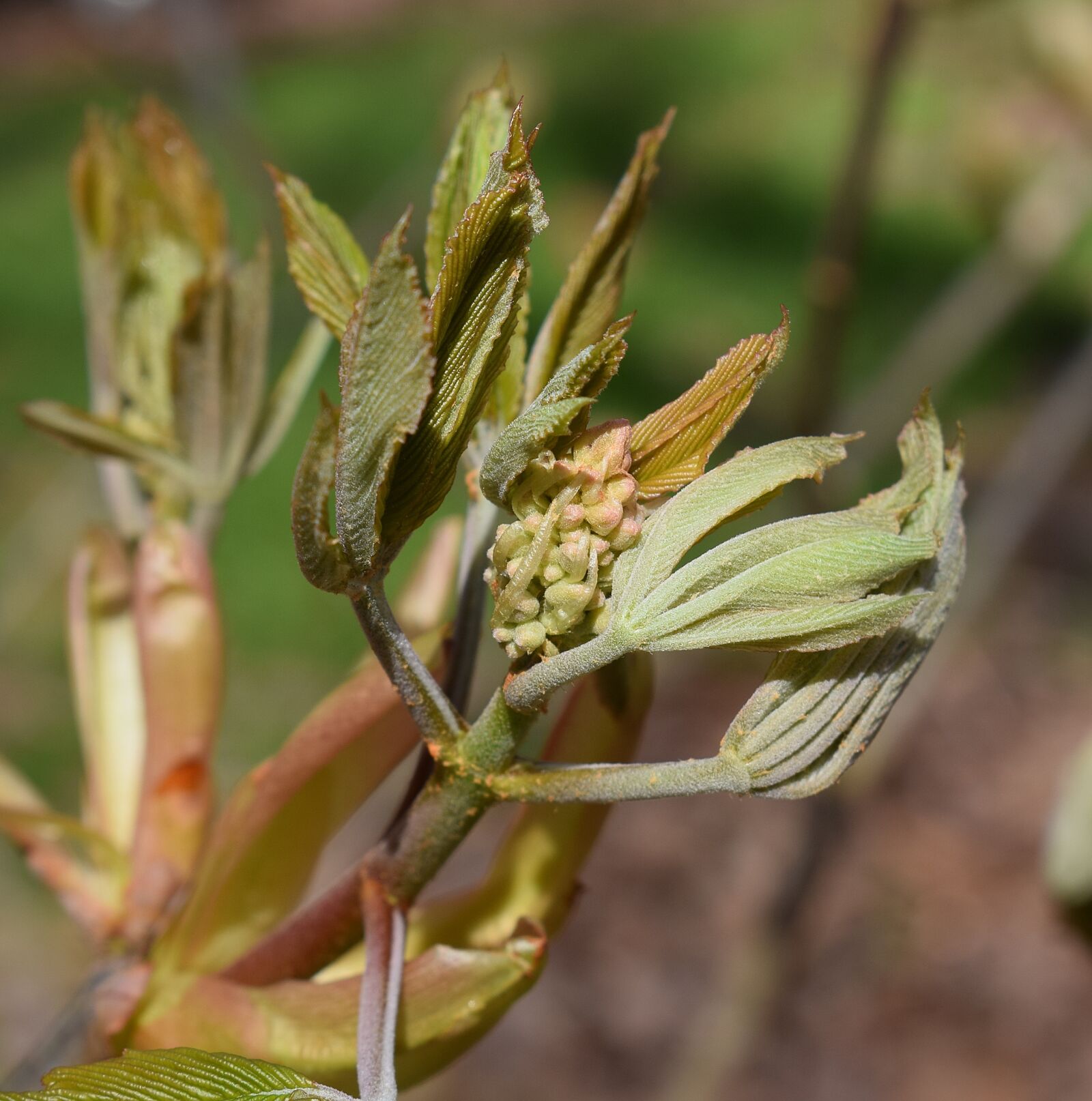 Nikon D3300 sample photo. Leaves and flower bud photography