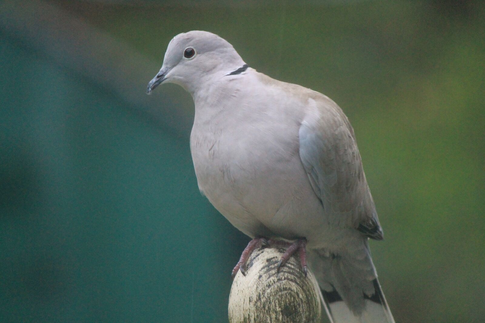 Canon EOS 1100D (EOS Rebel T3 / EOS Kiss X50) sample photo. Pigeon, dove, collared dove photography