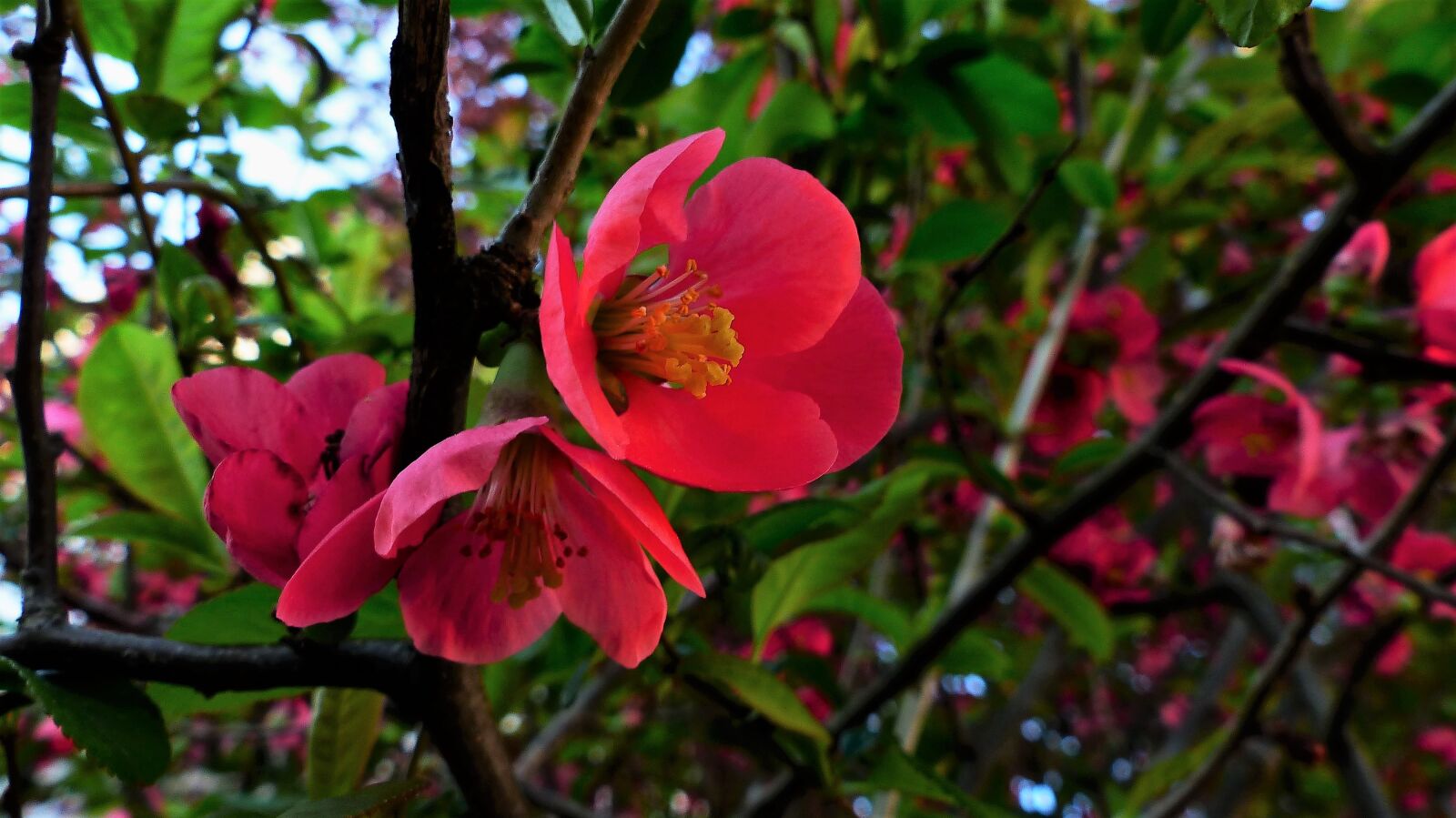 Panasonic Lumix DMC-FZ200 sample photo. Nature, flower, plant photography