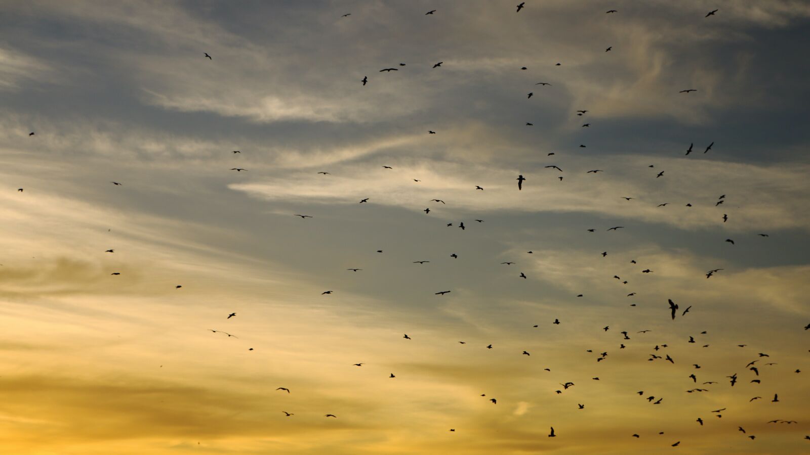 Canon EOS 70D sample photo. Birds, sky, freedom photography