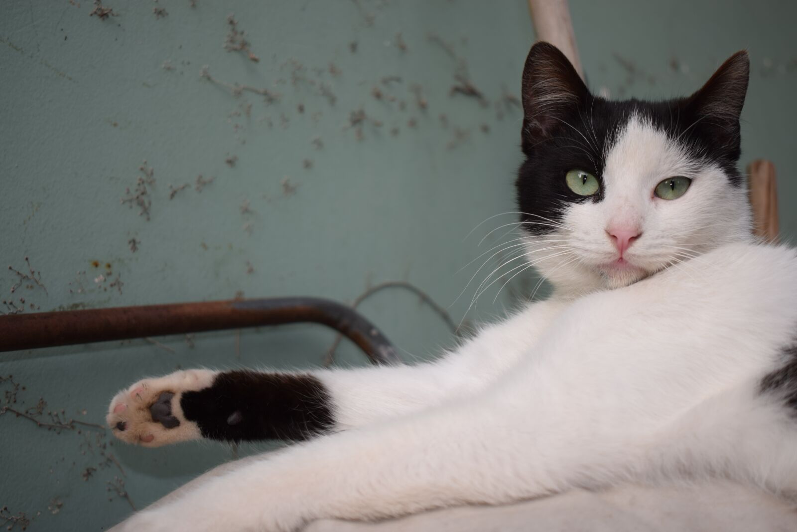 Nikon D3300 sample photo. Cat, black, white photography