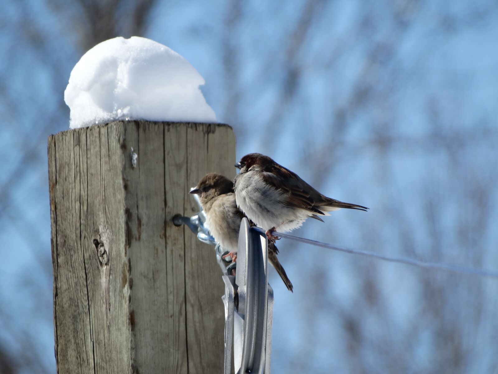 Sony Cyber-shot DSC-HX300 sample photo. Birds, sparrows, winter photography