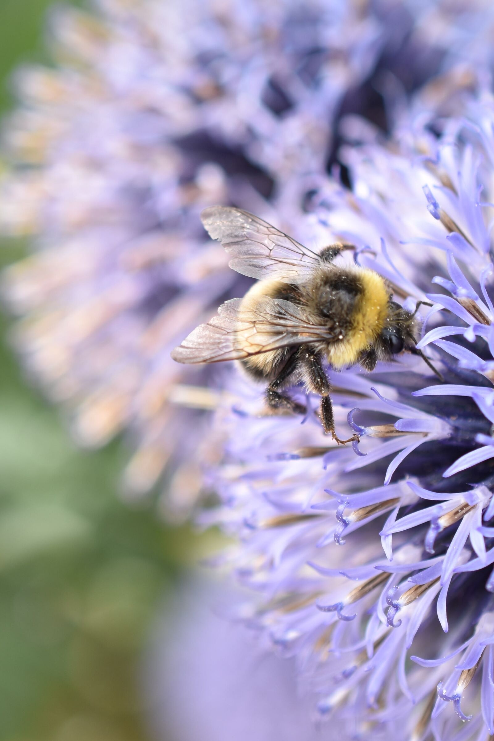 Nikon D5600 sample photo. Hummel, insect, violet photography