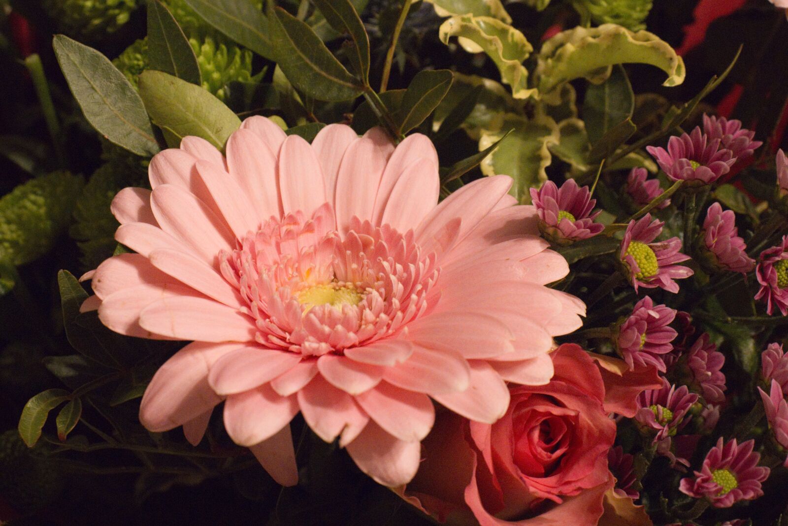 Canon EOS 800D (EOS Rebel T7i / EOS Kiss X9i) sample photo. Flowers, rose, gerbera photography