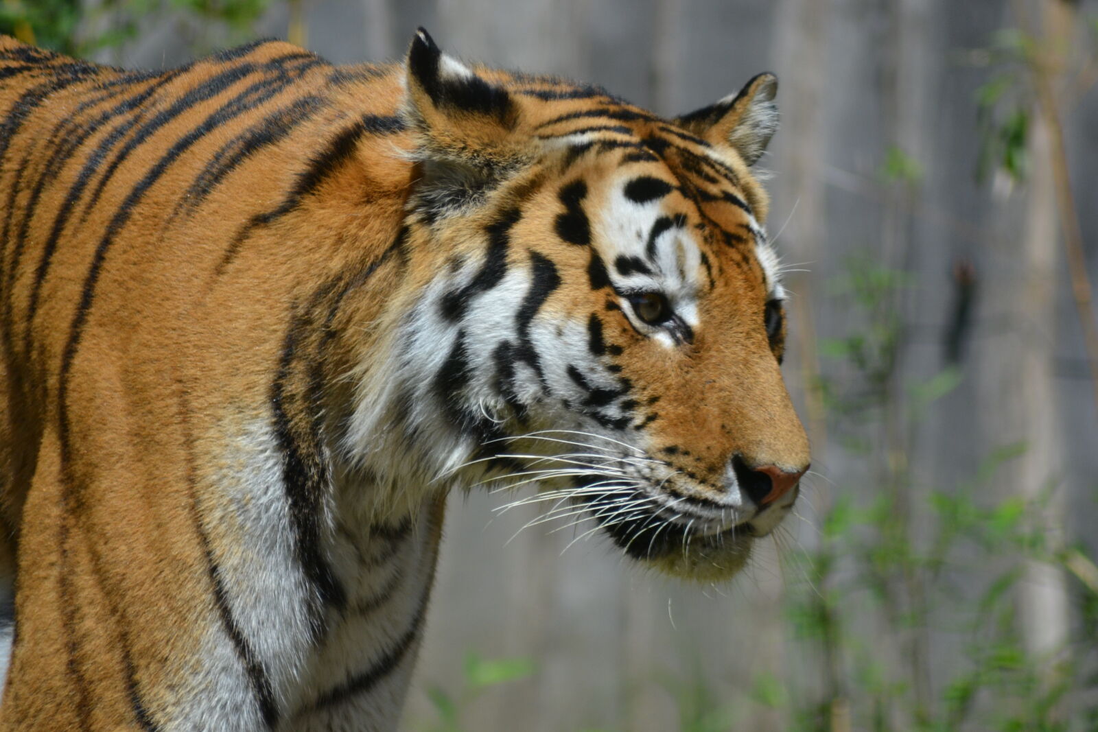 Nikon D3100 sample photo. Tiger photography