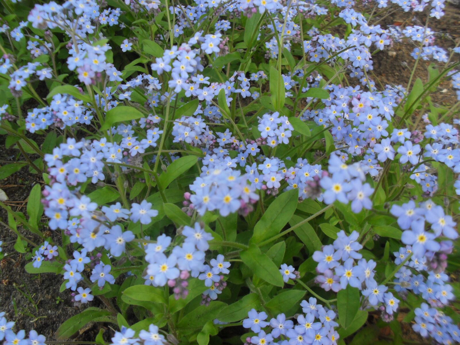 Samsung ES60 / VLUU ES60 /  SL105 /  ES63 sample photo. Nots, blue, nature photography