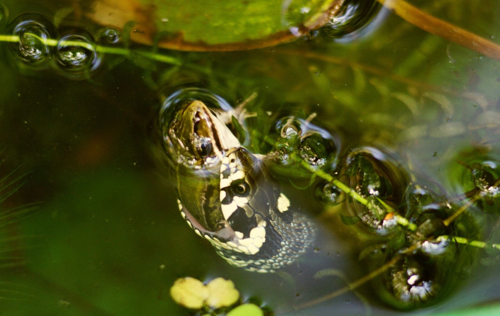 Sony Alpha DSLR-A290 sample photo. Grass snake, snake, the photography