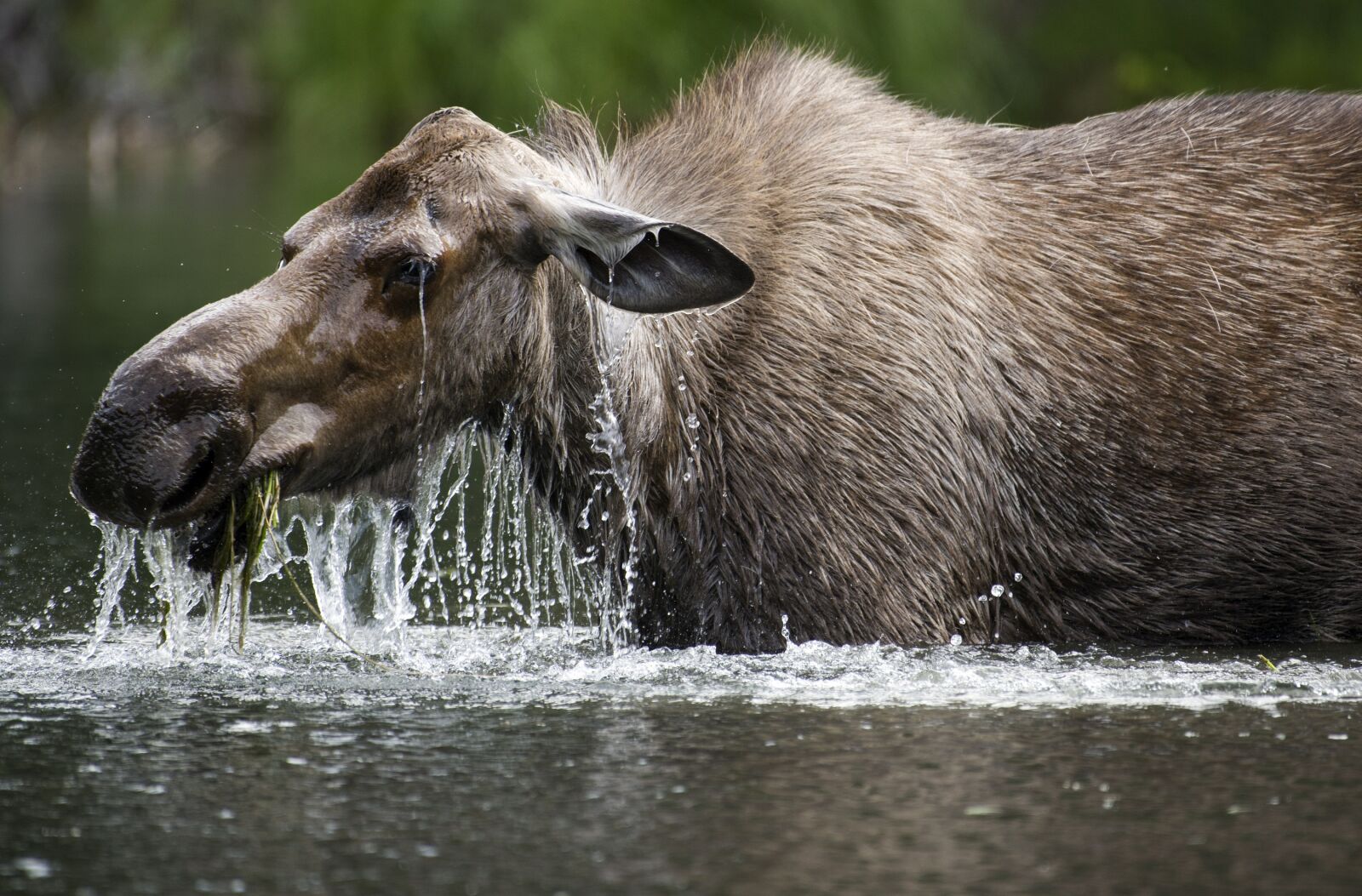 Nikon D600 sample photo. Moose, cow, portrait photography