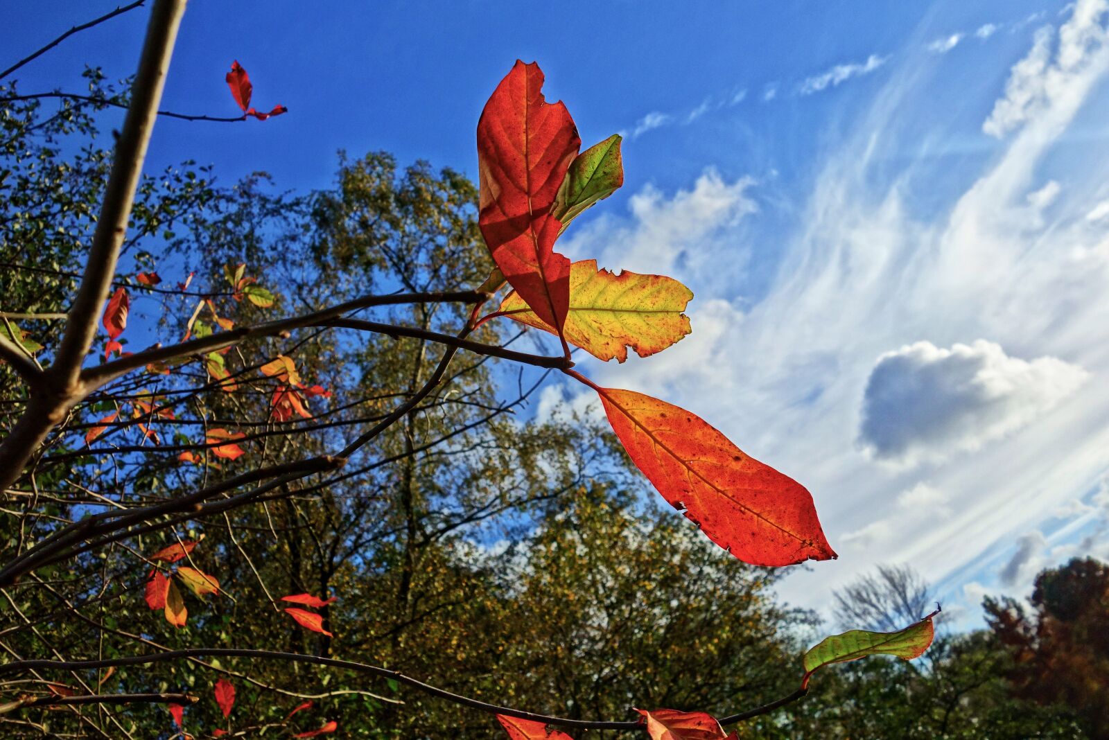 Sony Cyber-shot DSC-RX100 sample photo. Leaves, branch, tree photography