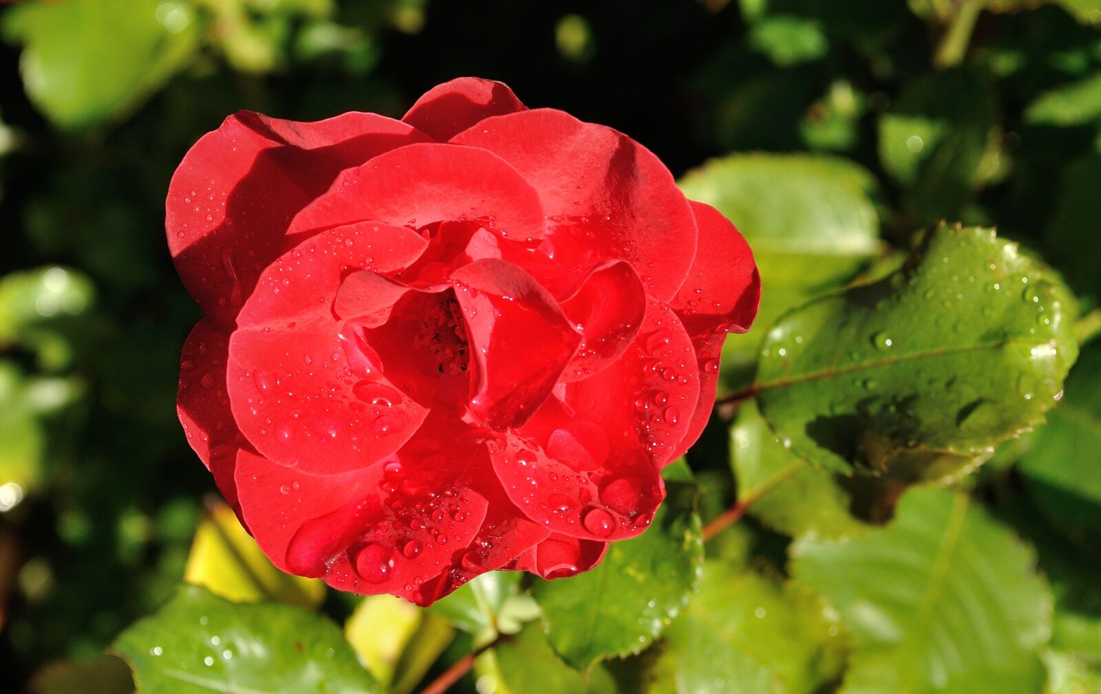Nikon D5000 sample photo. Rose, nature, garden photography