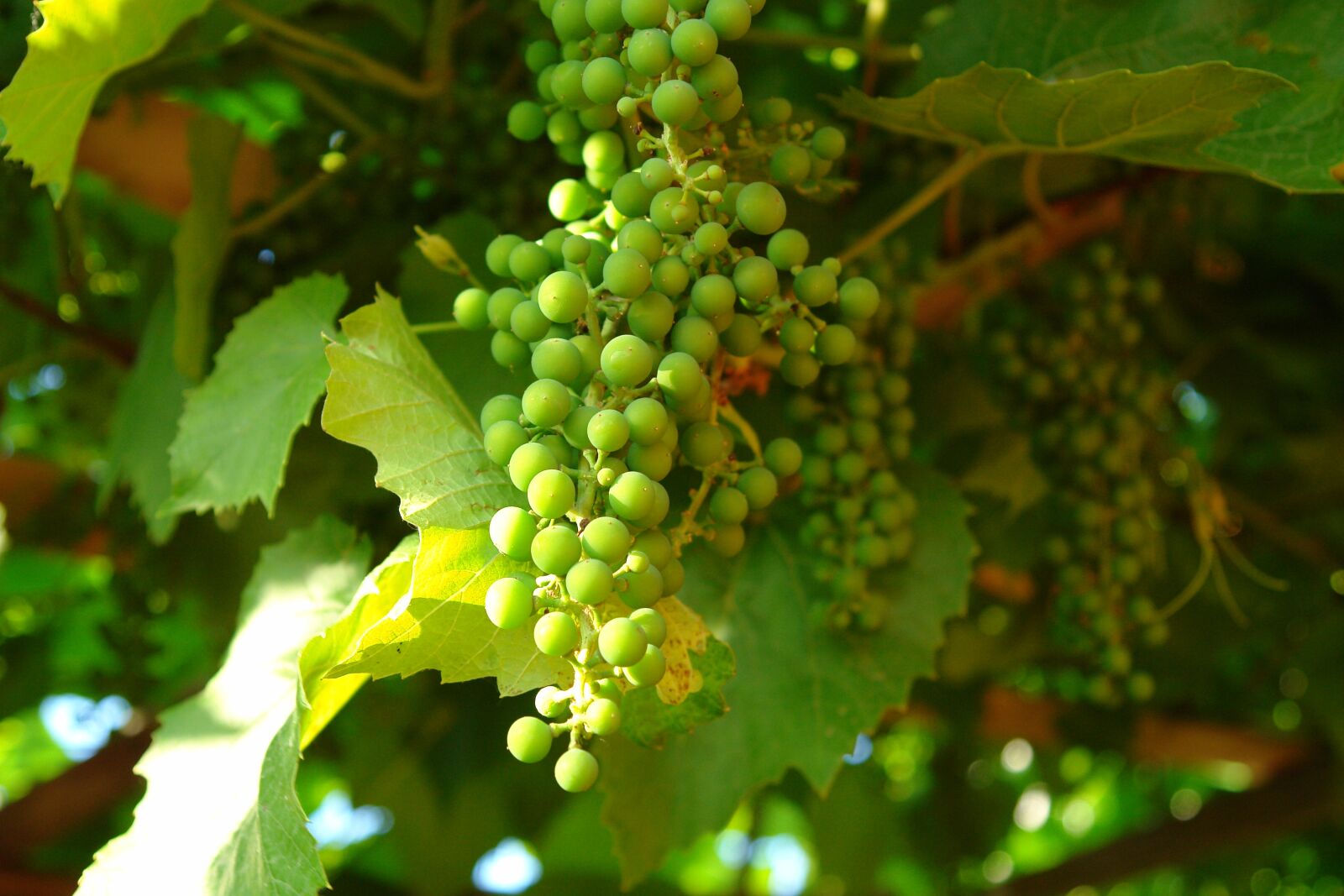 Sony DSC-R1 sample photo. Grapes, green grapes, bunch photography