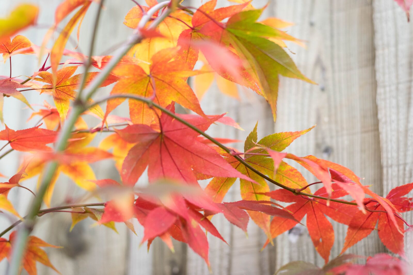 Nikon D3300 sample photo. Japan, japan maple, maple photography