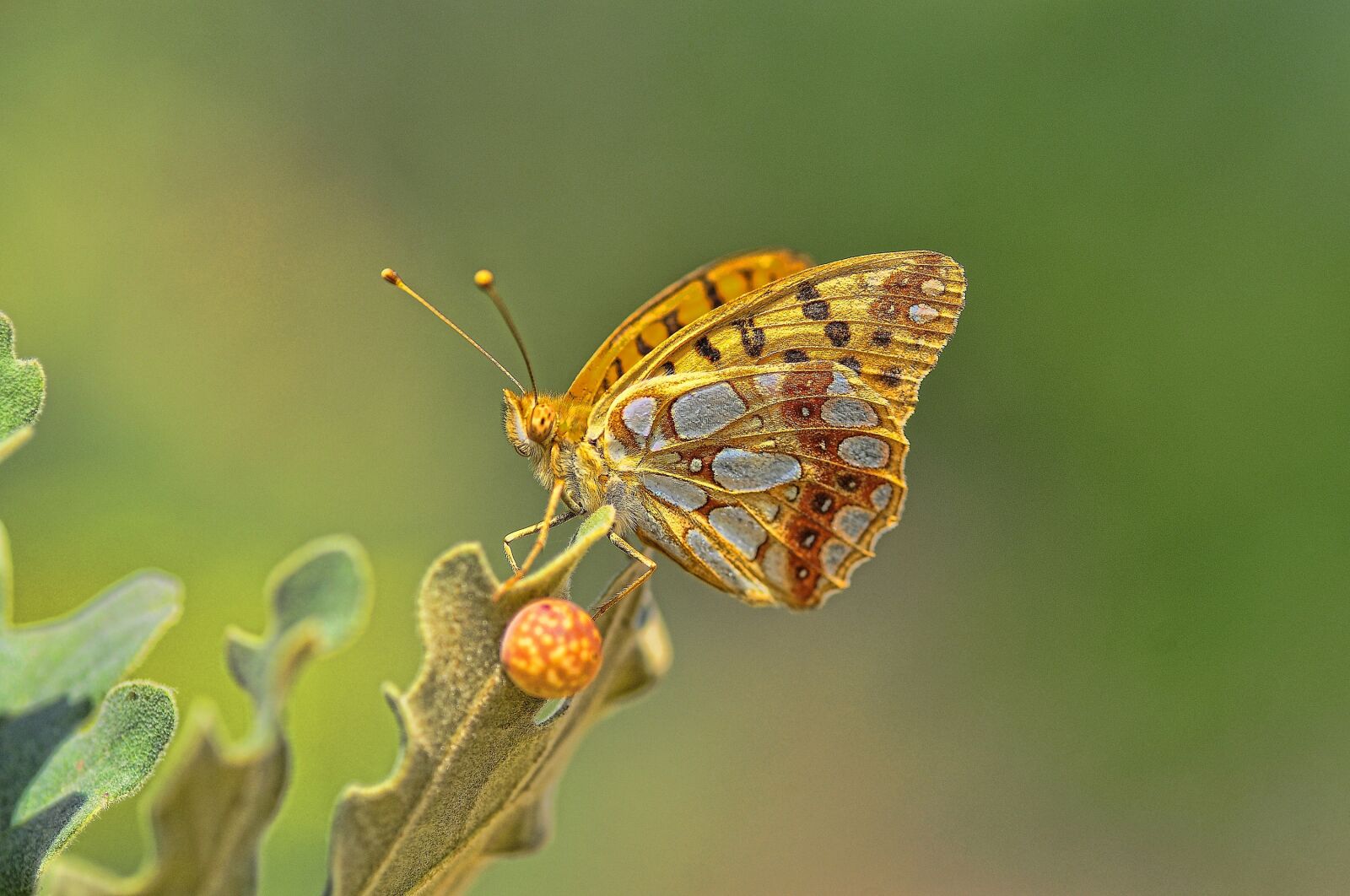 Nikon D5000 sample photo. Butterfly, fritillary, queen of photography