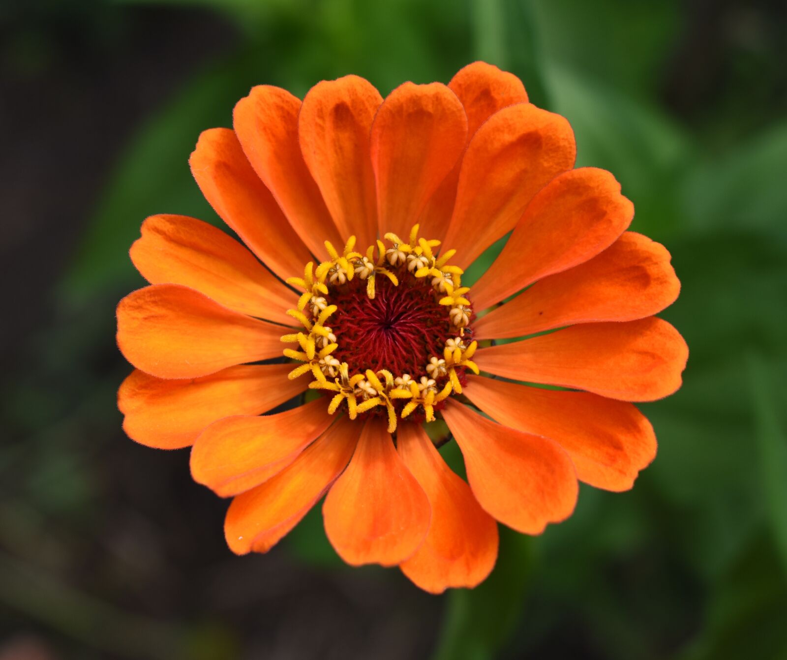 Nikon D5500 sample photo. Zinnia, orange, flower photography